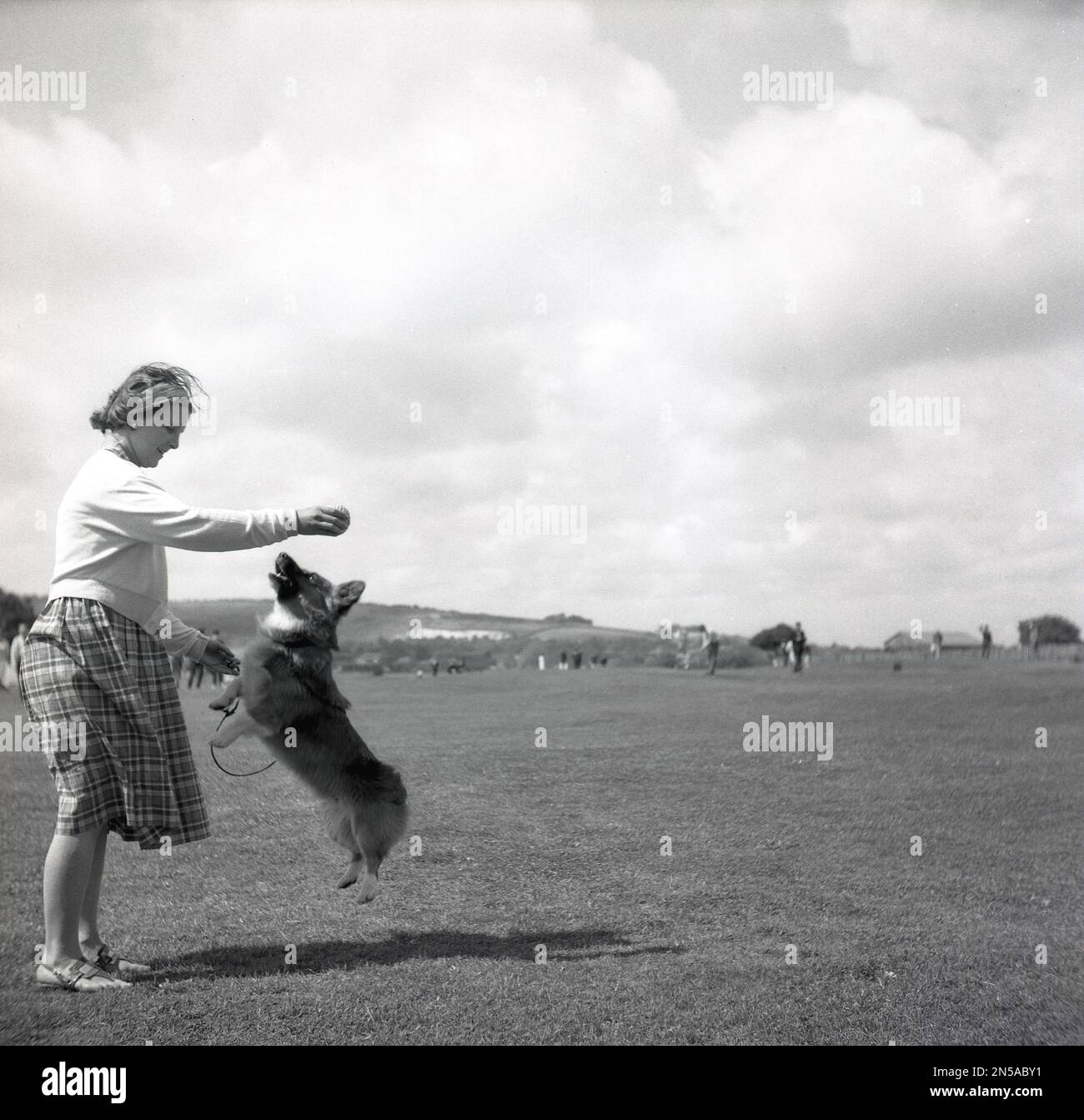 1963, storica, una proprietaria che gioca con il suo cane da compagnia, un campo da golf Corgi on Browns, Isola di Wight, Inghilterra, Regno Unito, un campo tradizionale e un campo da golf sul lungomare di Sandown. Il cagnolino sta saltando tutte e quattro le gambe per raggiungere la palla. Foto Stock