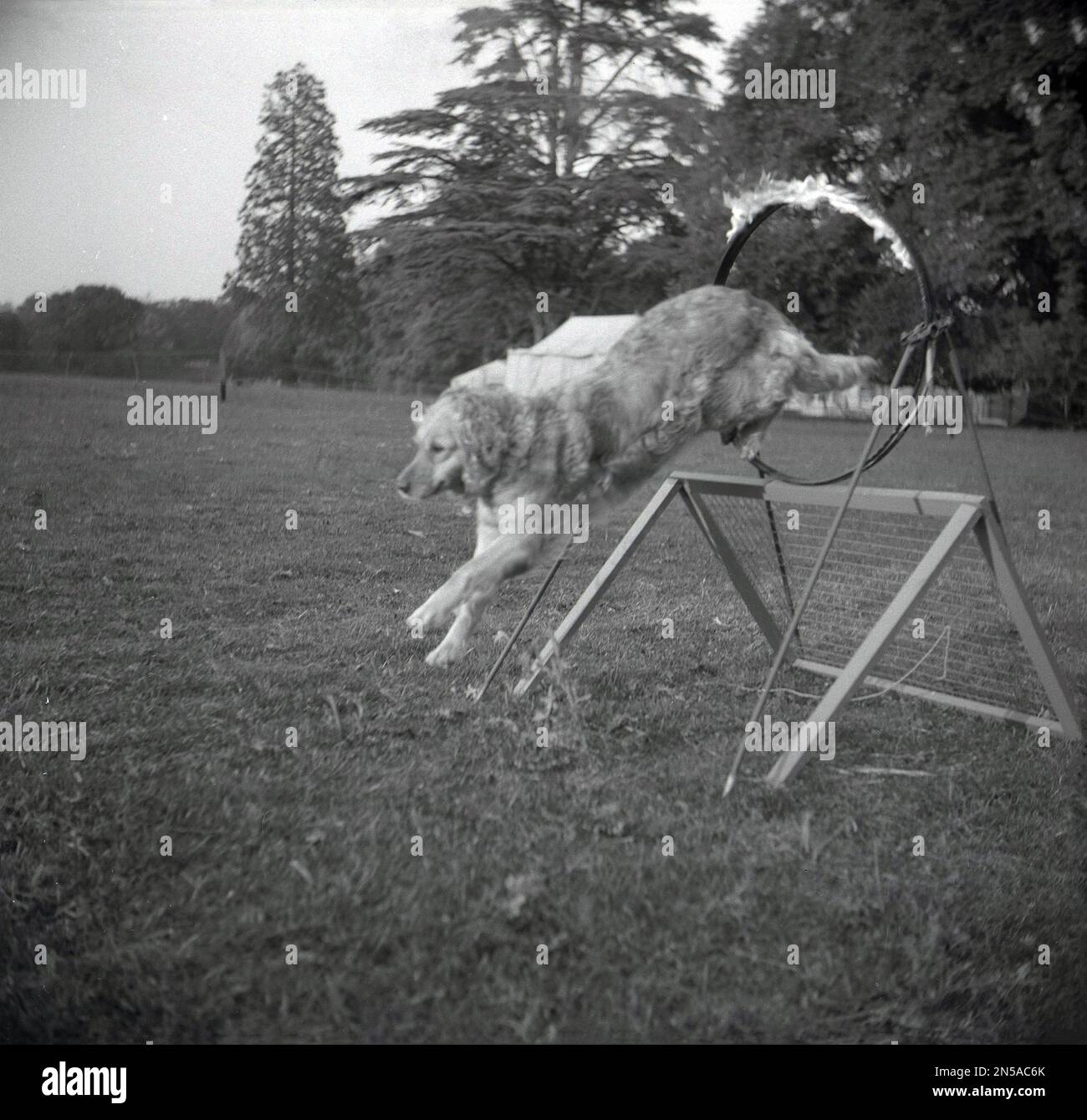1964, storico, all'aperto in un grande campo aperto, a una dimostrazione di addestramento per cani, un cane che salta attraverso un cerchio di fuoco, Inghilterra, Regno Unito. Foto Stock