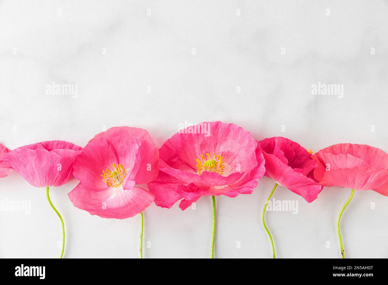 Composizione floreale. Fiori di papavero rosa su sfondo bianco. Biglietto di auguri o matrimonio. Giacitura piatta. Vista dall'alto Foto Stock