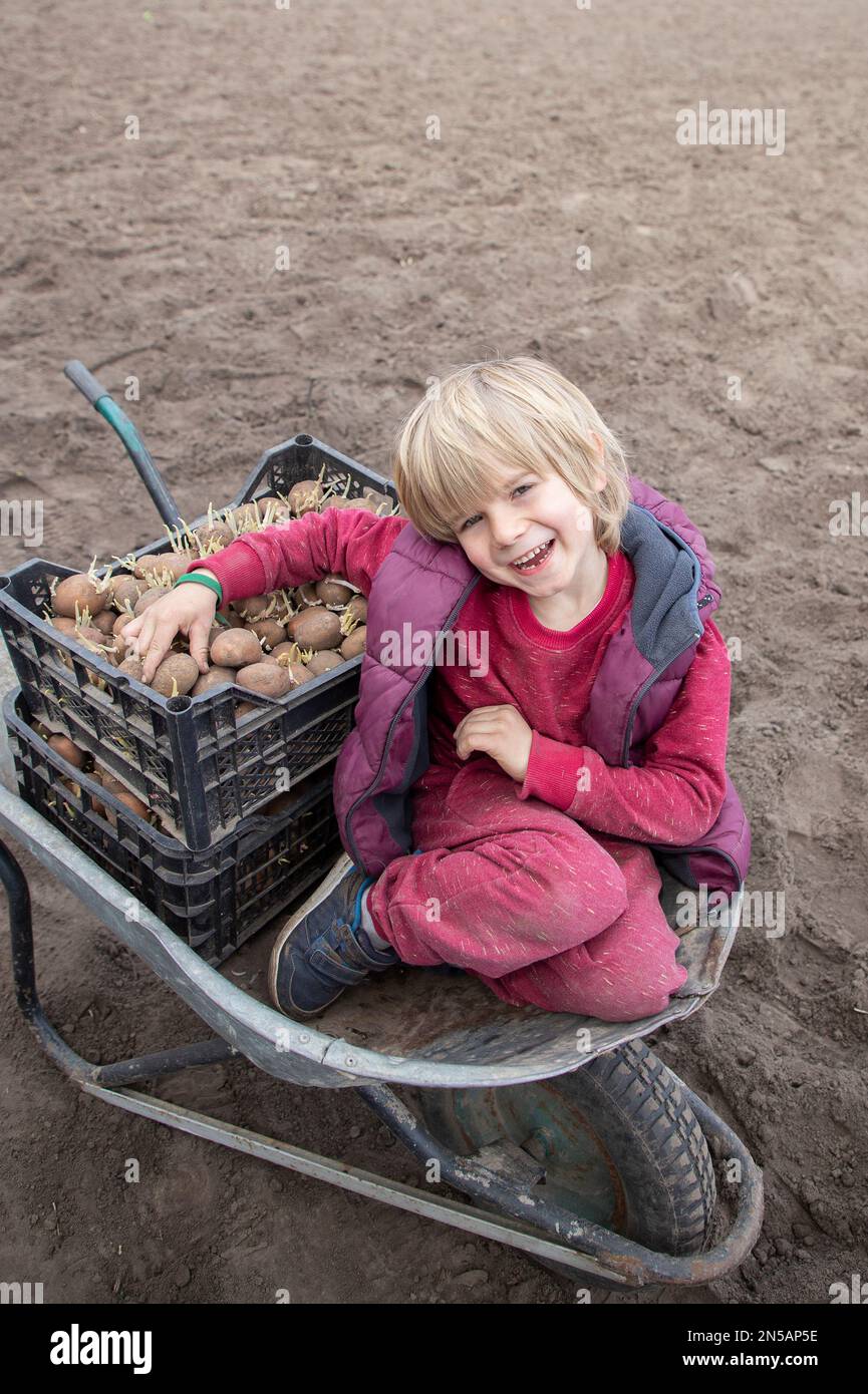 bambino che aiuta a piantare patate nel terreno sulla fattoria. un ragazzo di 6 anni siede su una carriola accanto a una scatola di patate germogliate. Giornata della Terra. poco Foto Stock