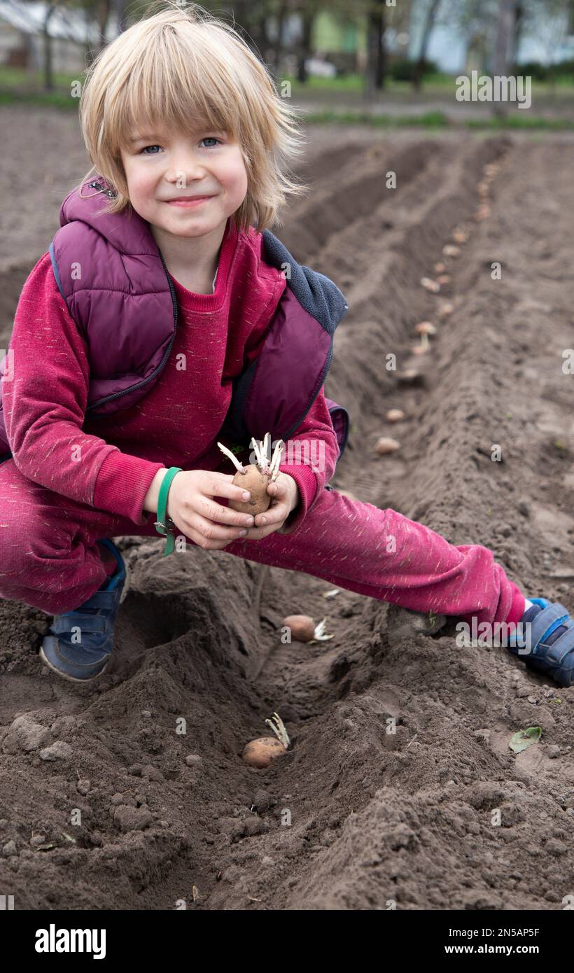 bambino che aiuta a piantare patate nel terreno in primavera. un ragazzo carino di 6 anni siede vicino ad una fila di patate germogliate piantate. Giornata della Terra. Poco lontano Foto Stock