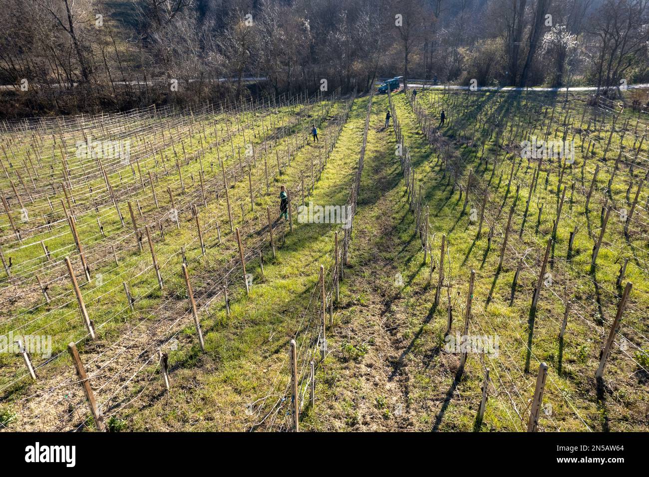 drone vista aerea della famiglia di agricoltori inverno potatura vite sistema francese in collina una giornata fredda e soleggiata Foto Stock