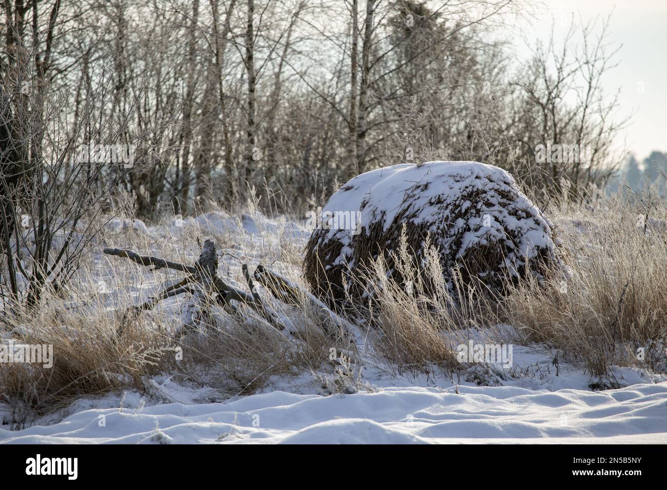 Campo innevato con catasta. Paesaggio rurale invernale. Foto Stock