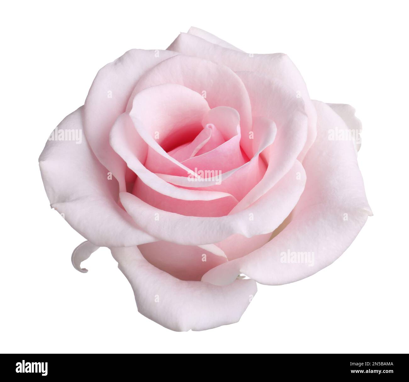 Perfetto fiore di rosa bianca Immagini senza sfondo e Foto Stock ritagliate  - Pagina 2 - Alamy