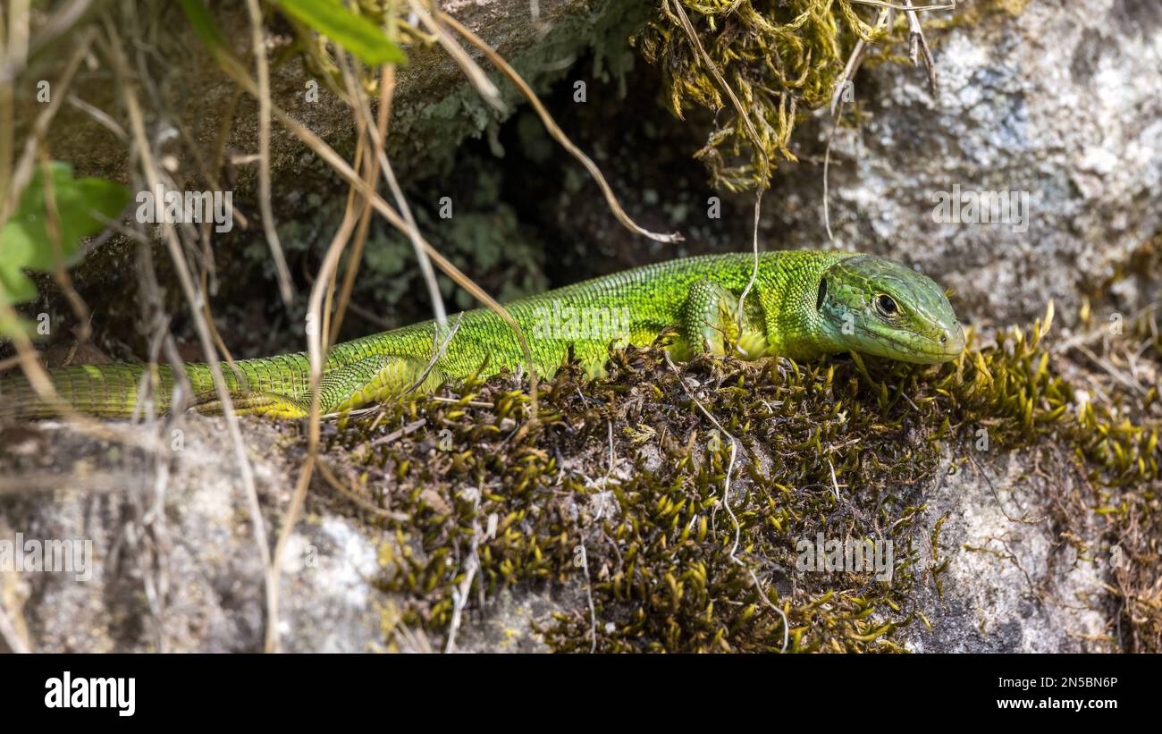 Western Green Lizard, European Green Lizard (Lacerta bilineata, Lacerta viridis bilineata), seduta su una roccia, Germania, Baden-Wuerttemberg Foto Stock