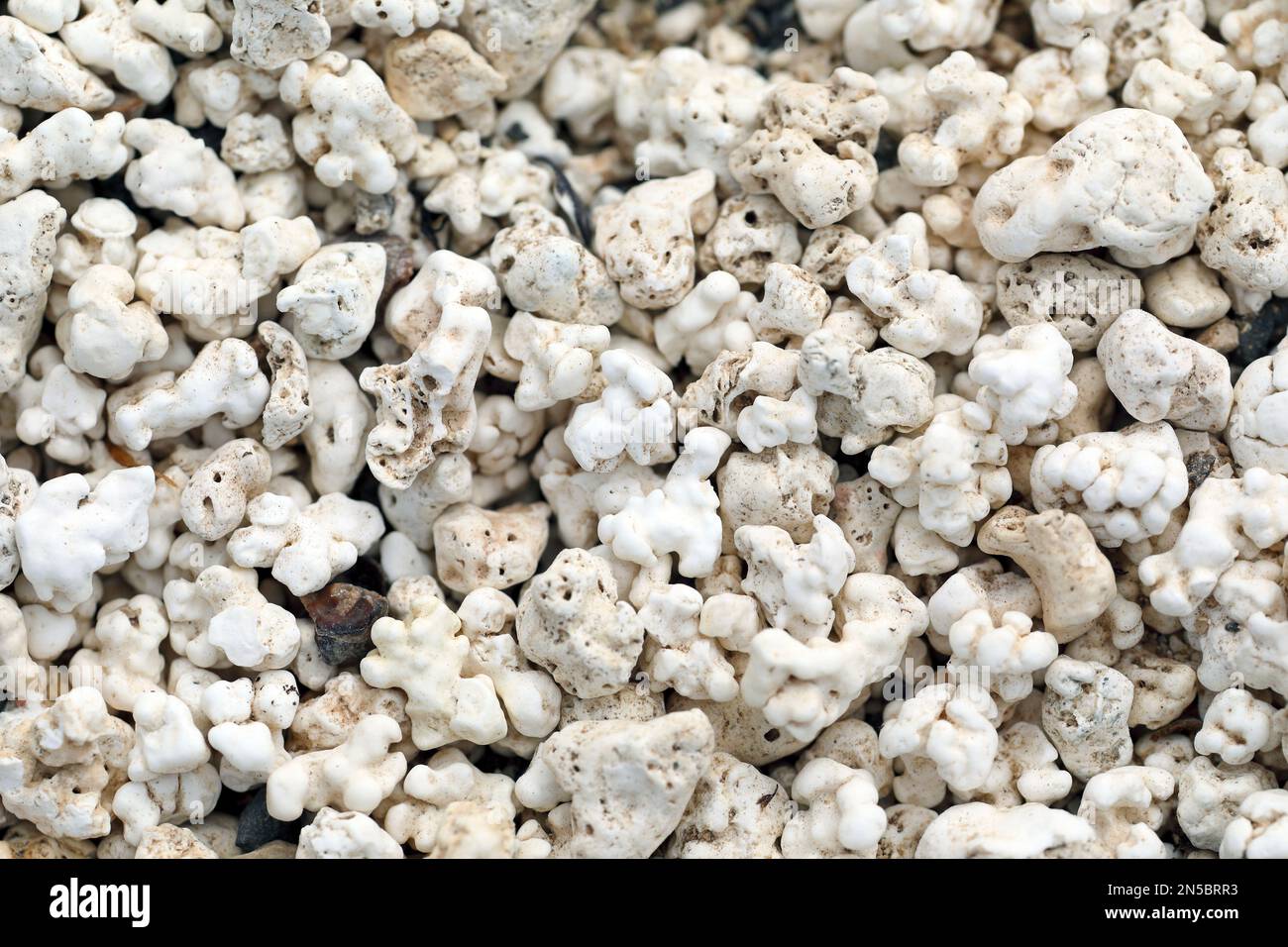 Rhodoliths, alghe rosse fossilizzate che si trovano in massa sulla spiaggia, popcorn, Isole Canarie, Fuerteventura, Corralejo Foto Stock