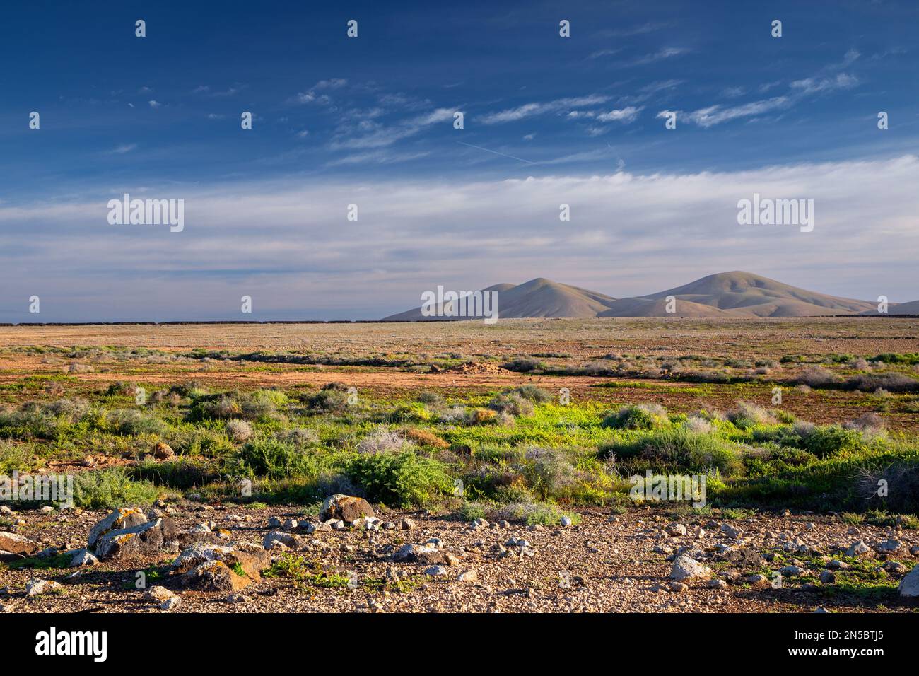 Semi-deserto Laderas de la Manta verde dopo la pioggia, montagne vulcaniche sullo sfondo, Isole Canarie, Fuerteventura, El Cotillo Foto Stock