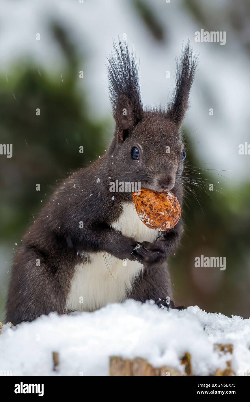 Scoiattolo rosso europeo, scoiattolo rosso eurasiatico (Sciurus vulgaris), scoiattolo marrone scuro in pelliccia d'inverno con una noce in bocca, vista frontale, Germania, Foto Stock