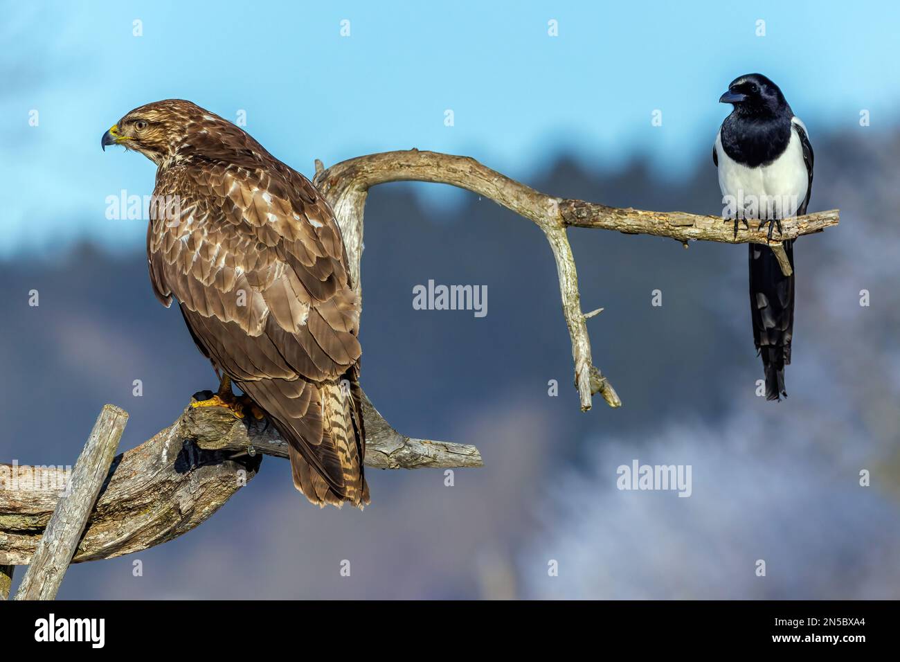 Poiana eurasiatica (Buteo buteo), con una magpie in un belvedere, Germania, Baden-Wuerttemberg Foto Stock