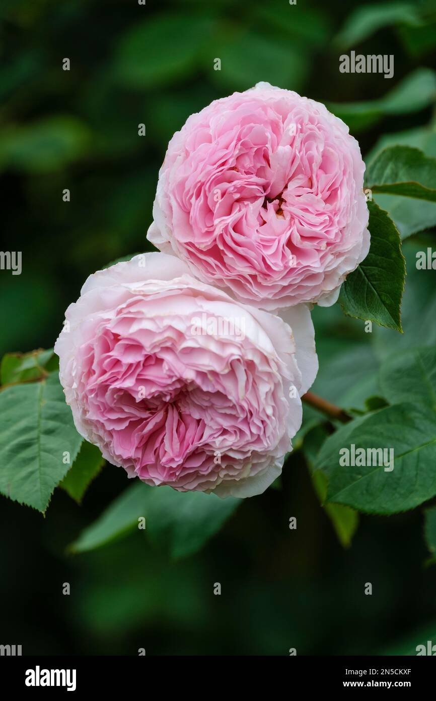 Rosa AusCrystal, rosa James Galway, rosa ascensione rosa doppia Foto Stock