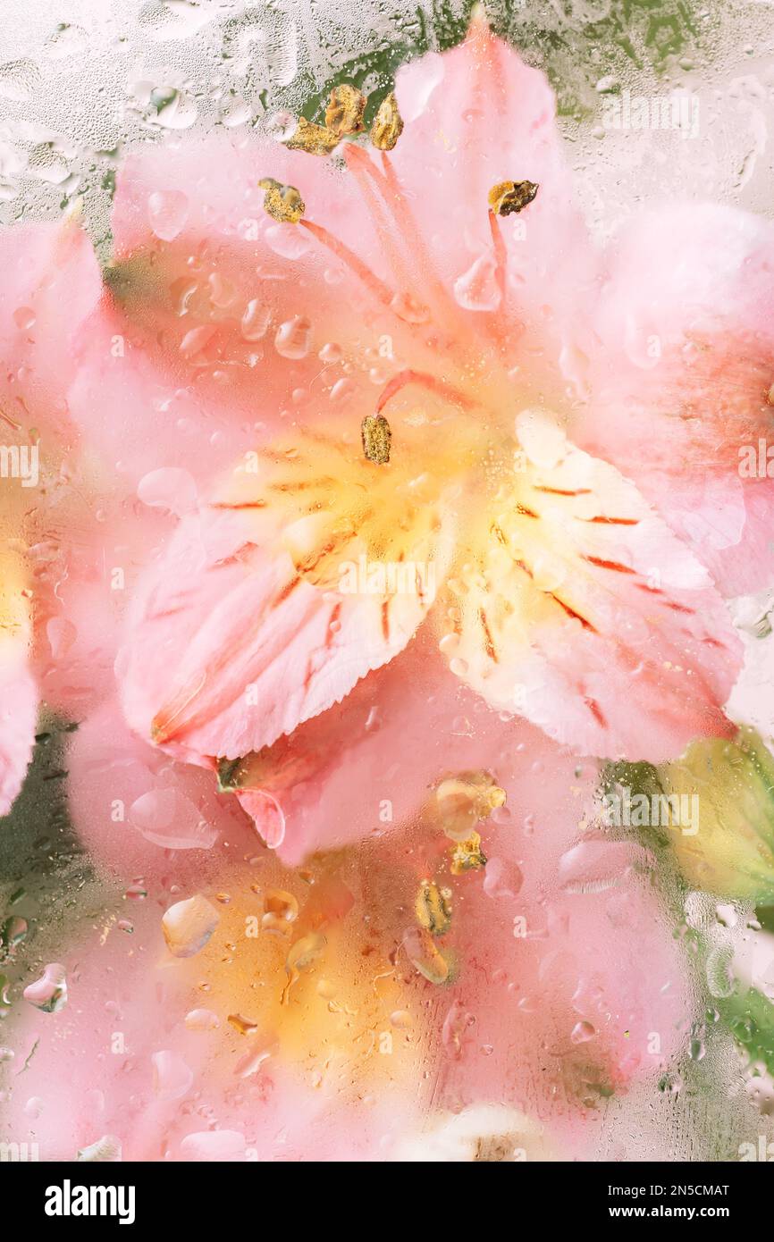 Sfondo verticale di fiori fioriti di fronte al vetro con gocce d'acqua Foto Stock