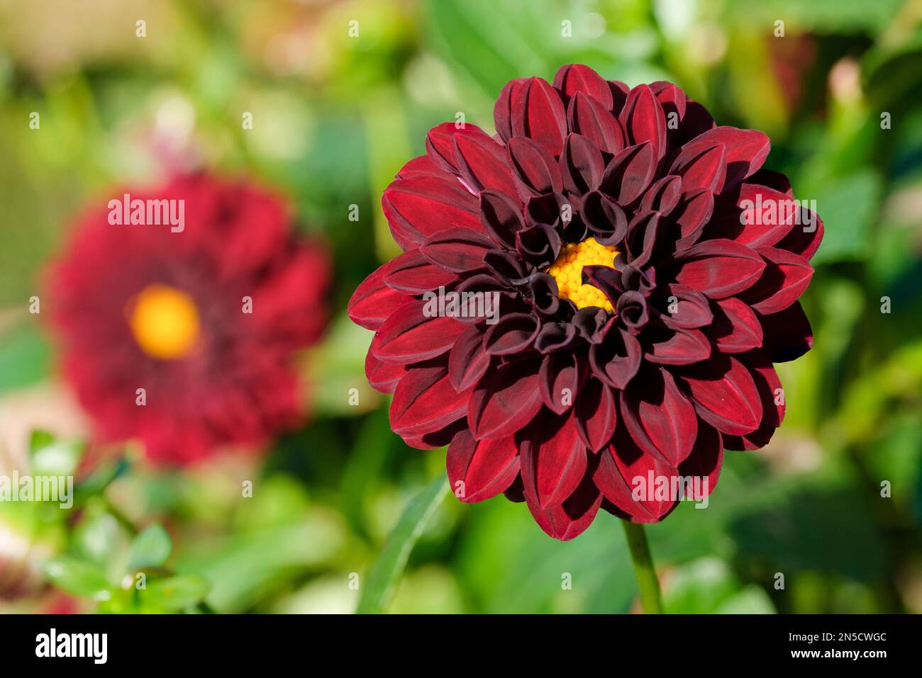 Dahlia la Recoleta, Dahlia Rinus Black Ball, decorativo perenne rosso scuro, fiori doppi Foto Stock