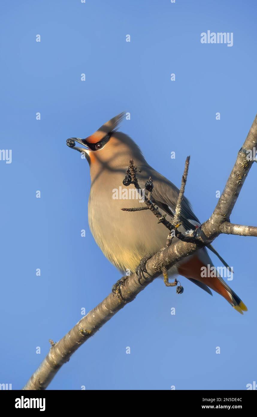 Un'ala boema solita (Bombycilla garrulus) arroccata su un ramo che si nuota su una bacca in un inverno canadese Foto Stock