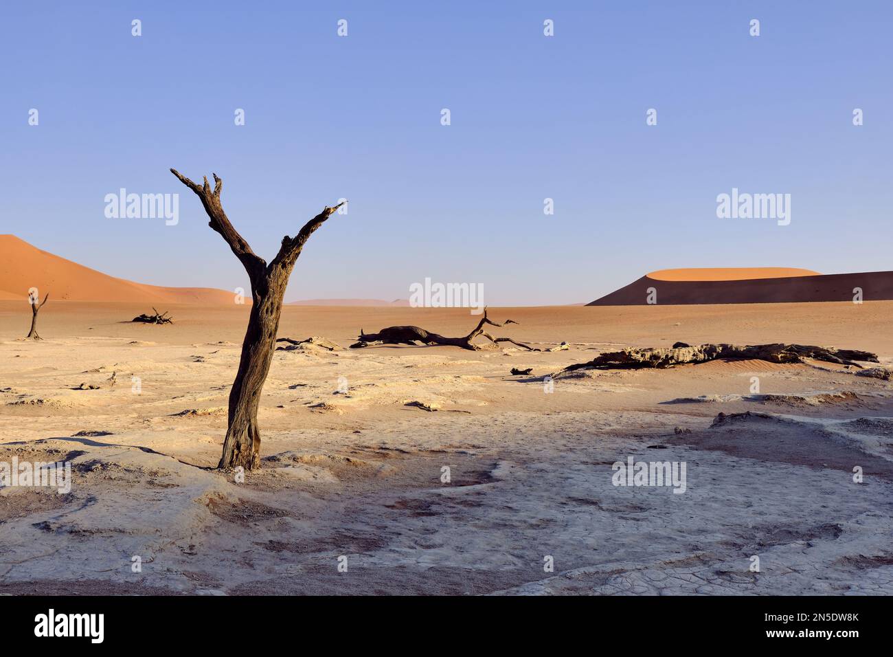 Alberi pietrificati sulla saletta mentre il sole sorge a Dead Vlei Sossusvlei, Namib-Naukluft NP, Namibia. Foto Stock