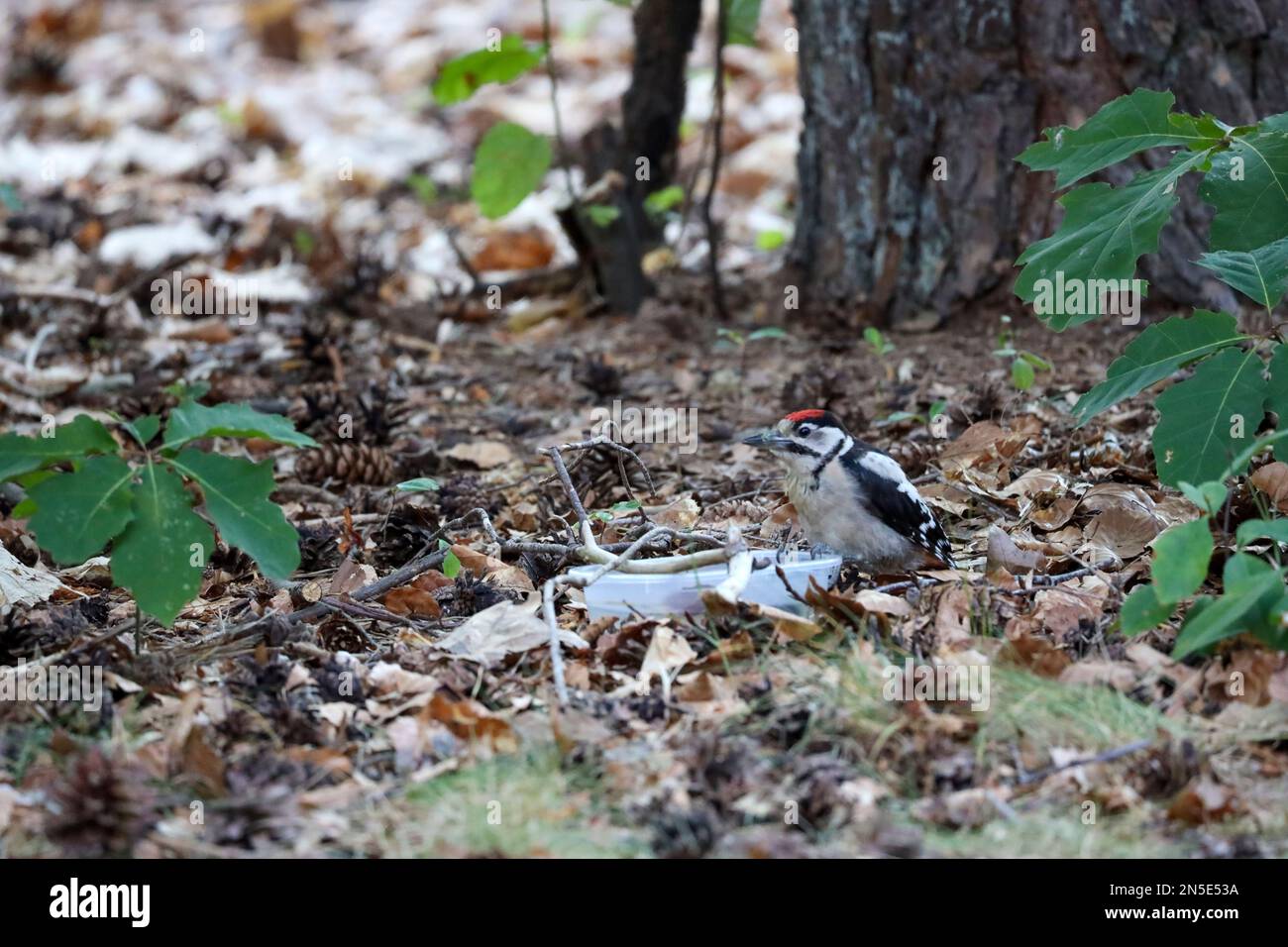 Un grande picchio macchiato beve acqua da una ciotola nella foresta al Veluwe nei Paesi Bassi Foto Stock