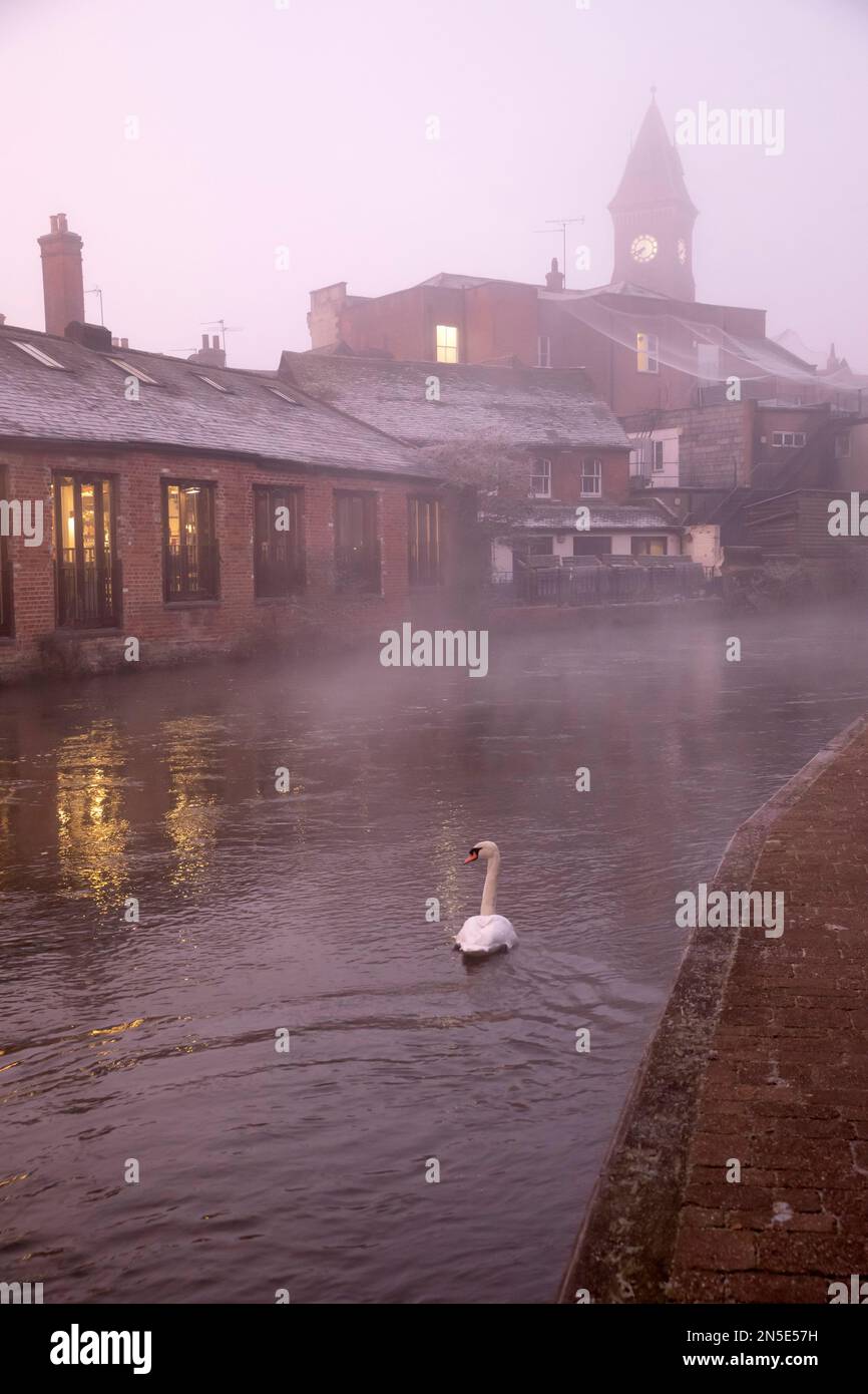 Swan in nebbia all'alba sul canale Kennet e Avon con municipio dietro, Newbury, Berkshire, Inghilterra, Regno Unito, Europa Foto Stock