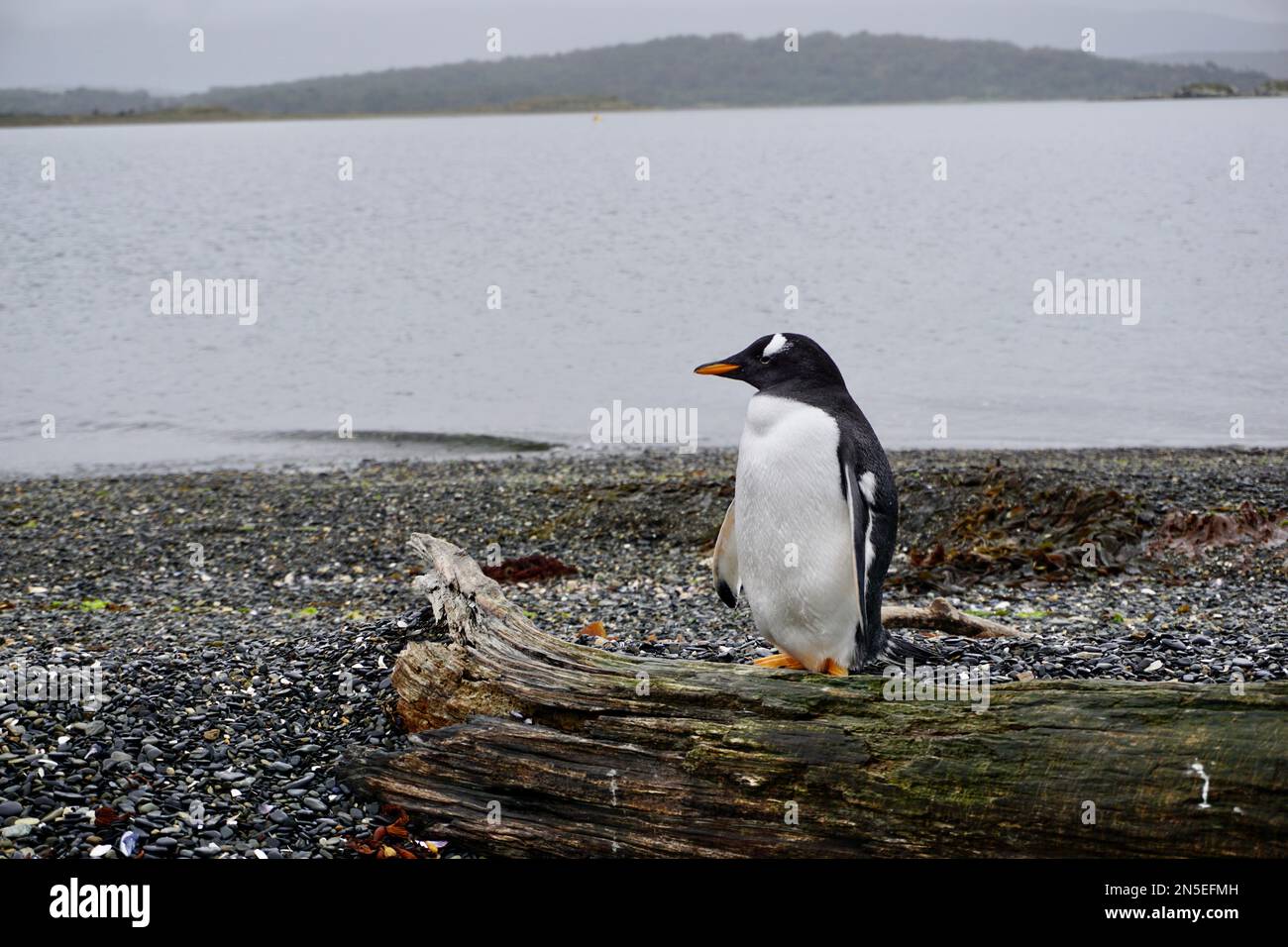 Pinguino strano e divertente sull'isola di Martillo Foto Stock