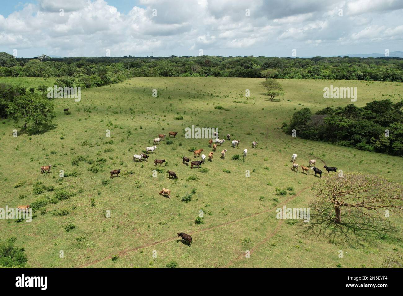 Allevamento di bovini su sfondo verde naturale vista aerea drone Foto Stock