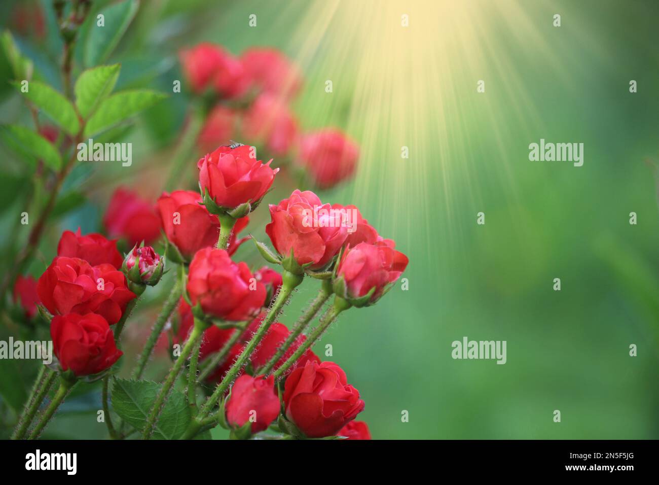 Rose rosse decorative su sfondo verde. Le luci di un sole. Spazio di copia. Foto Stock