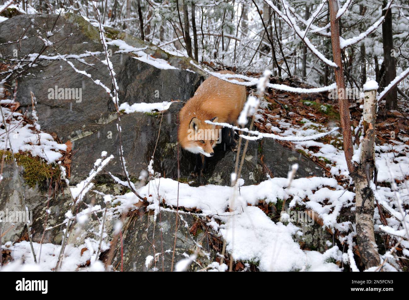 Vista ravvicinata del profilo della volpe rossa nella stagione invernale in piedi su una roccia nel suo ambiente e habitat con alberi e neve sullo sfondo. Immagine Fox. Immagine Foto Stock