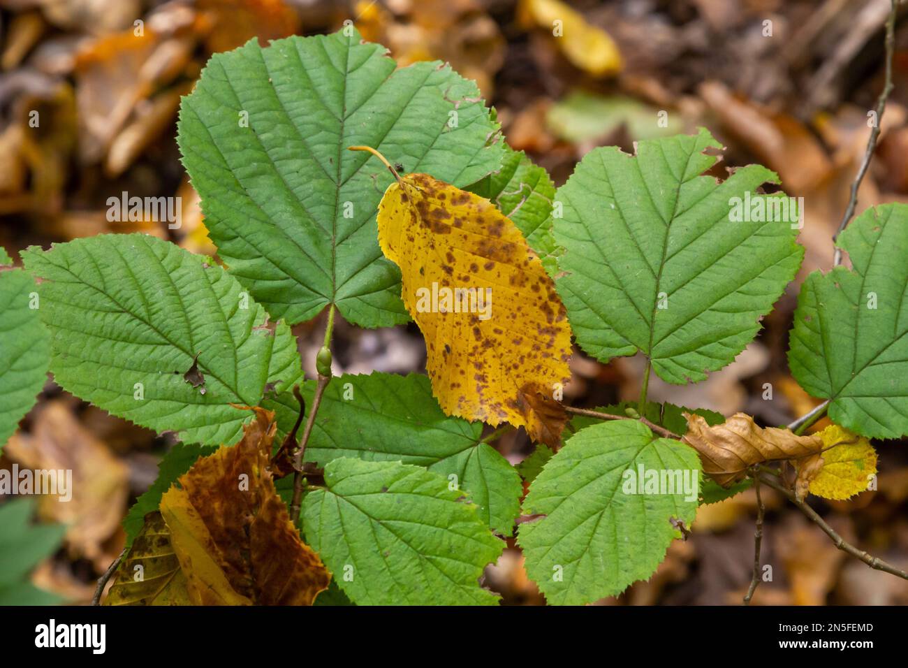 Verde brillante comune foglie di nocciolo su rami delicati splendidamente retroilluminati in un bosco. Foto Stock