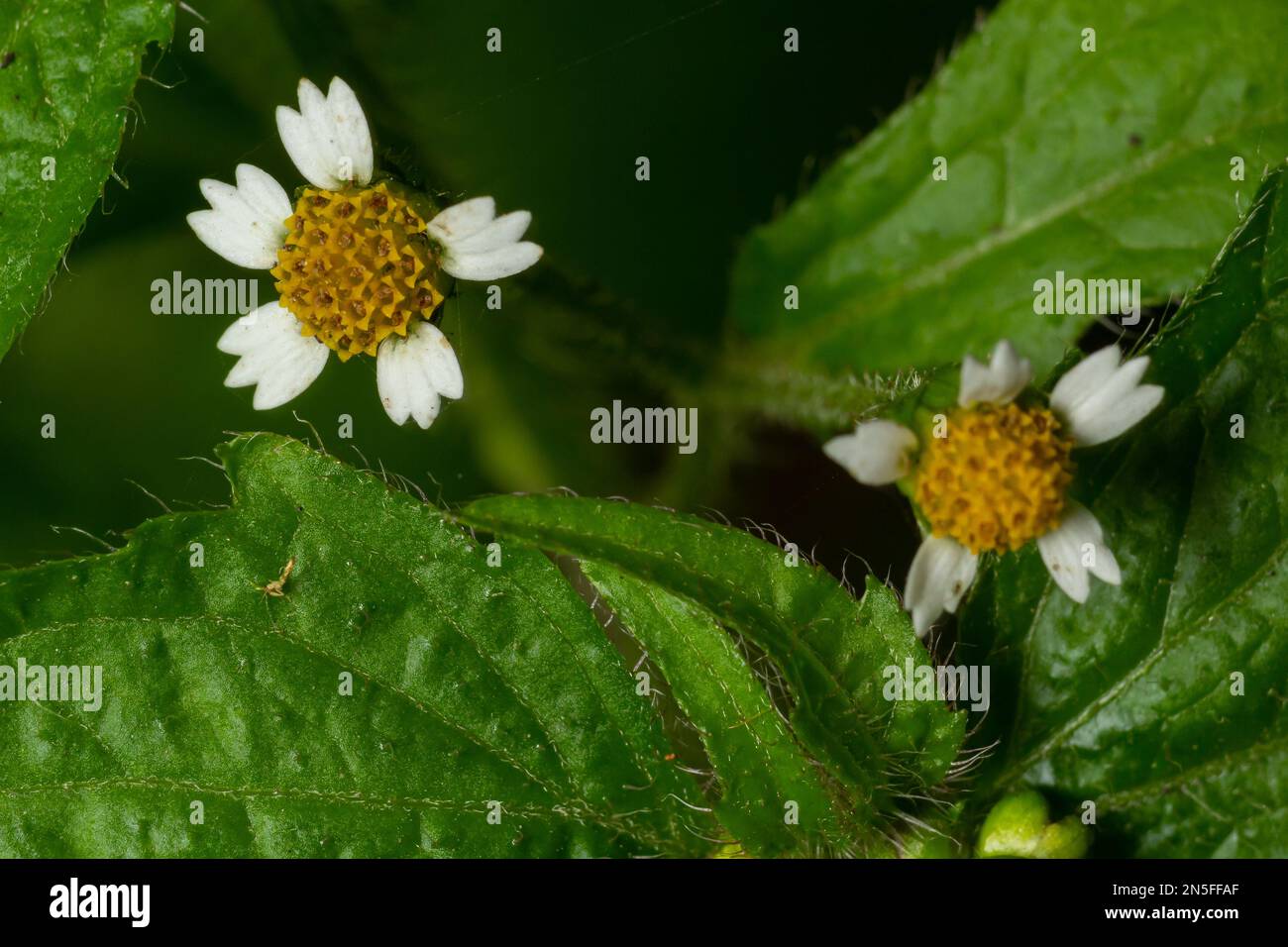 Foto ravvicinata Galinsoma quadriradiata è una specie di pianta fiorita della famiglia delle Asteracee, conosciuta con diversi nomi comuni, tra cui lo shag Foto Stock