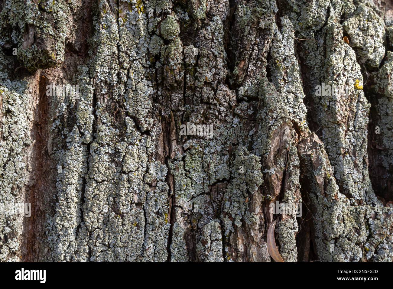 Primo piano. Greenshield fogliose bianco tubo osso cuscino lichen Parmeliaceae famiglia Hypogymnia Physodes crescere su corteccia albero di conifere nella foresta. SY Foto Stock