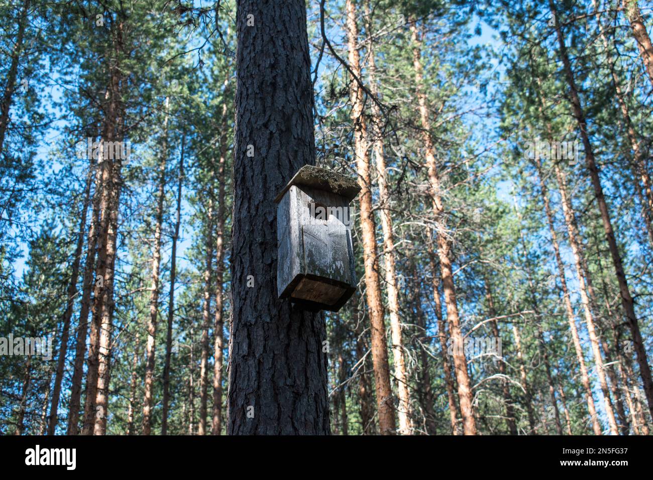 Bird House su un albero di pino in una foresta di pini nordici. Foto Stock