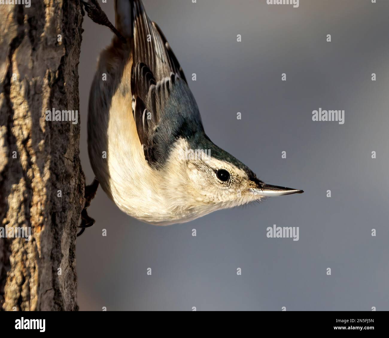 Nuthatch bianco-breasted arroccato con uno sfondo sfocato nel suo ambiente e habitat circostante. Ritratto Nuthatch. Immagine. Foto Stock Nuthatch bianco-breasted arroccato con uno sfondo sfocato nel suo ambiente e habitat circostante. Ritratto Nuthatch. Immagine. Foto Stock