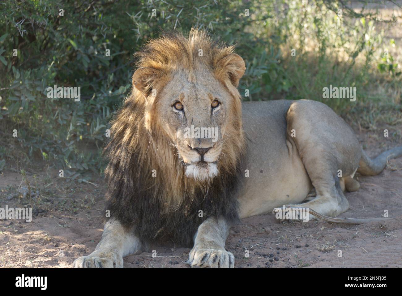 Vigile leone maschio Foto Stock
