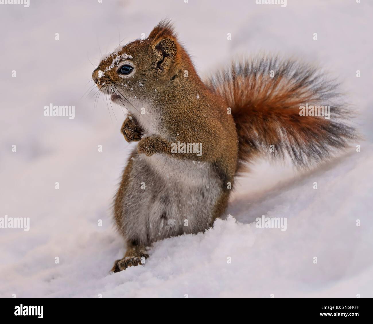 Vista del profilo dello scoiattolo in piedi nella neve e con la sua pelliccia marrone, zampe, orecchie, occhio, bocca, coda bush, nel suo habitat circostante. Foto Stock