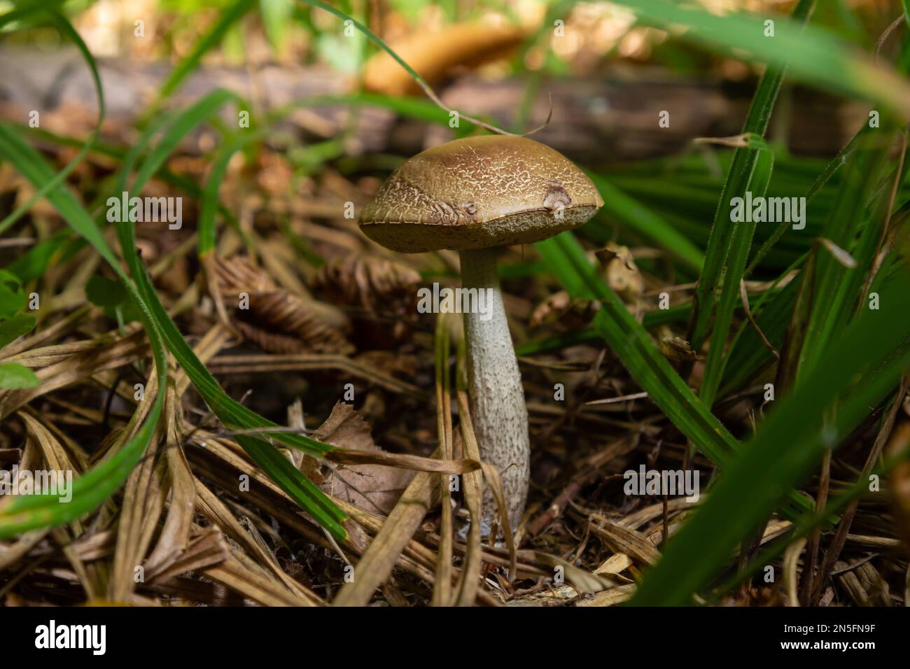 Funghi commestibili Leccinum pseudoscabrum in foresta decidua. Noto come Hazel Bolete. Funghi selvatici che crescono nelle foglie. Foto Stock