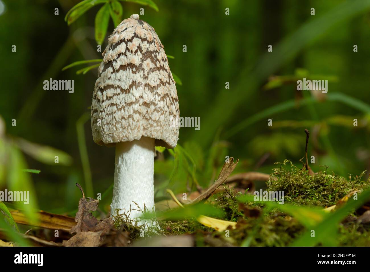 Il Psathyrellaceae è una specie di batterio appartenente alla famiglia delle Psathyrellaceae. Foto Stock