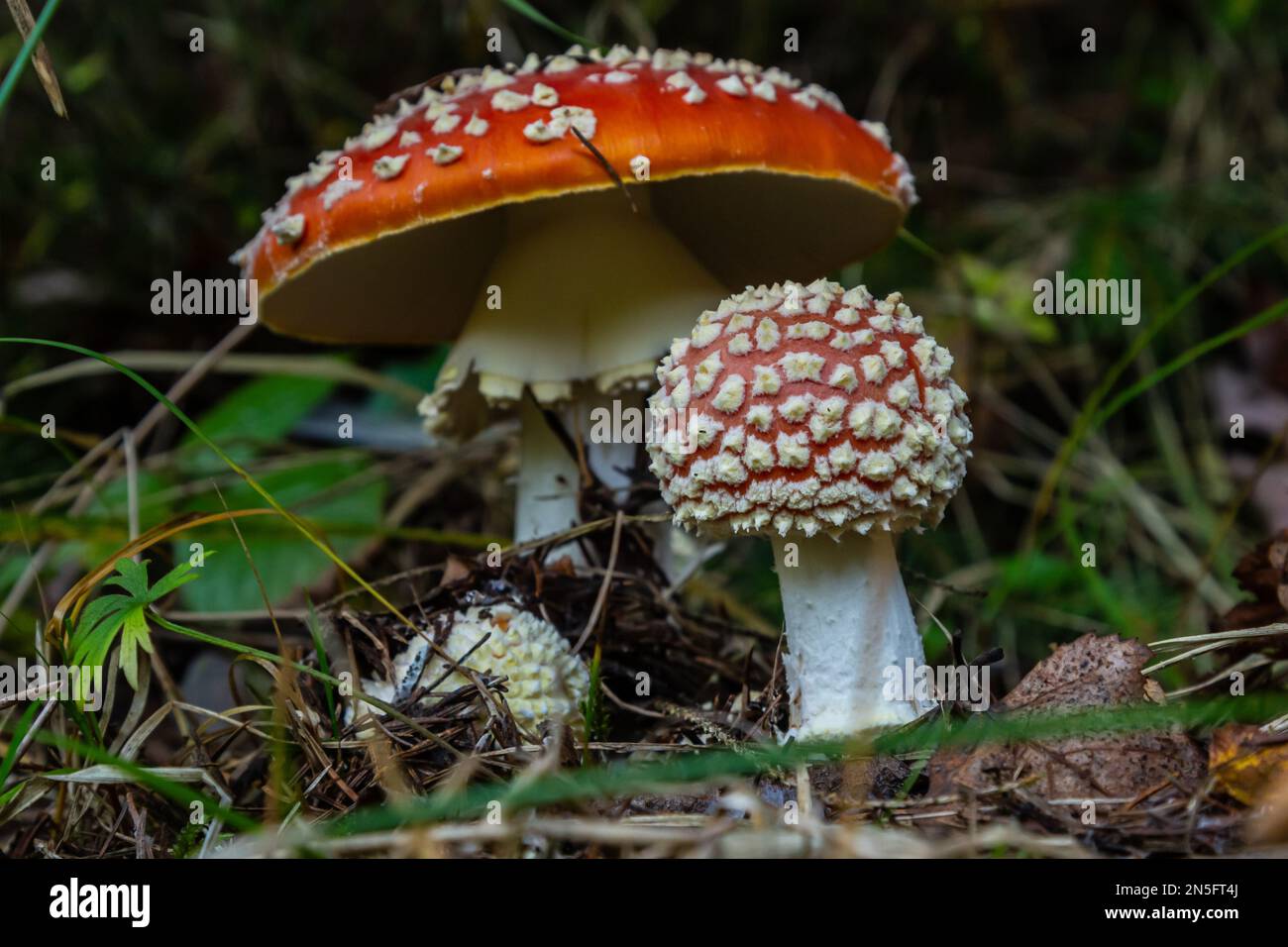 Amanita Muscaria, funghi velenosi. Foto è stata scattata nella Foresta naturale dello sfondo. Foto Stock
