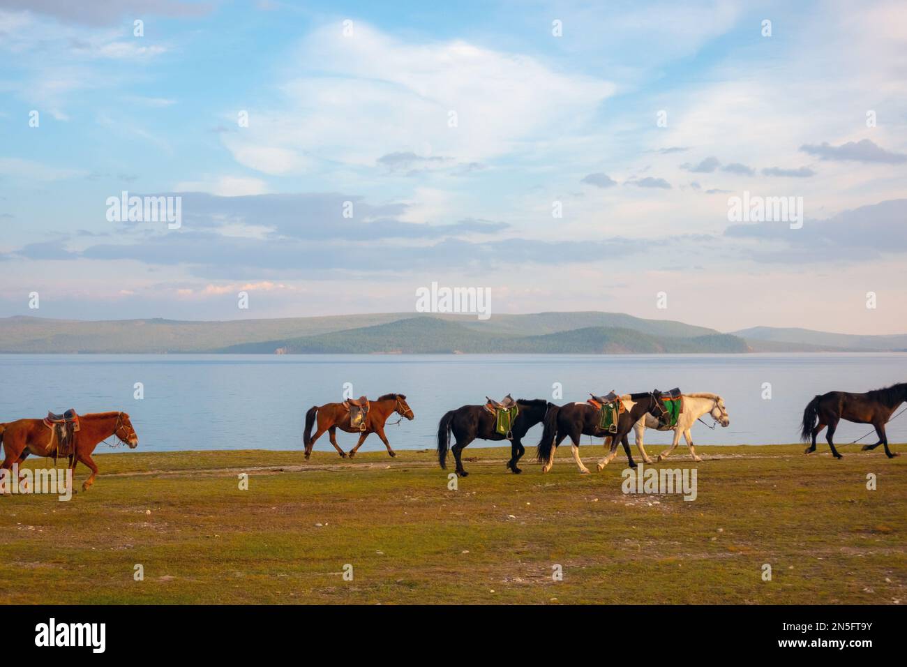 Mandria di cavalli a cavallo sulla riva del lago Khövsgöl, cielo blu con le nuvole all'orizzonte. Animali selvatici a piedi, acqua e montagne nel Foto Stock