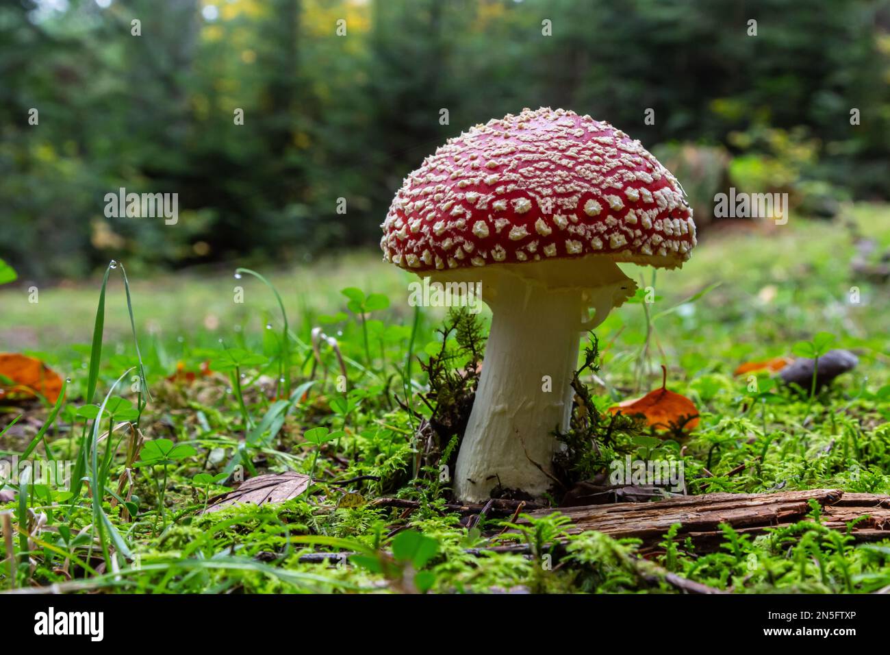 Amanita Muscaria, funghi velenosi. Foto è stata scattata nella Foresta naturale dello sfondo. Foto Stock