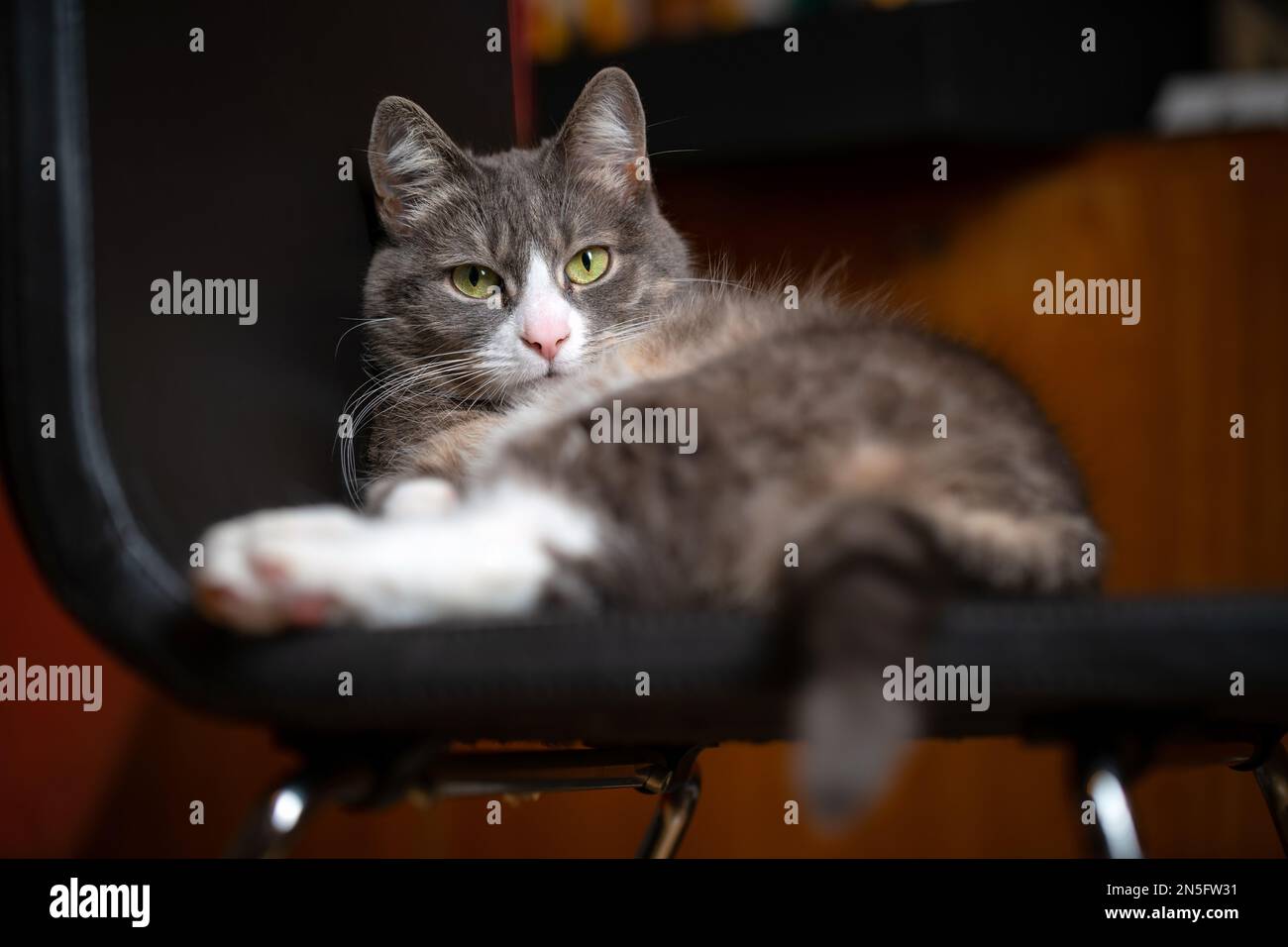Gatto pigro seduto su una sedia. Divertente animale domestico che riposa all'interno. Foto Stock