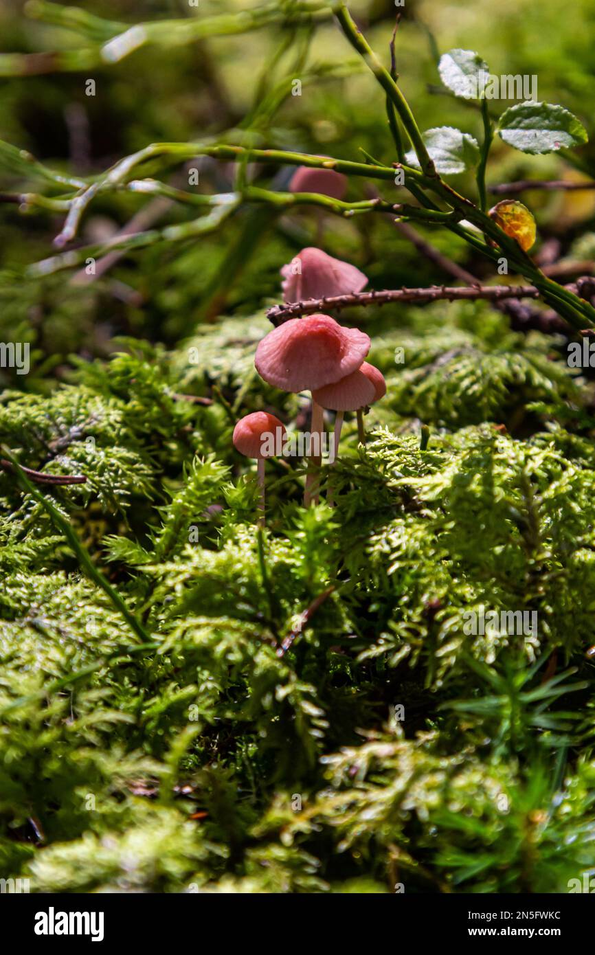 Funghi non commestibili Mycena rosella nella foresta di abete rosso. Noto come cofano rosa. Funghi selvatici che crescono nel muschio. Foto Stock