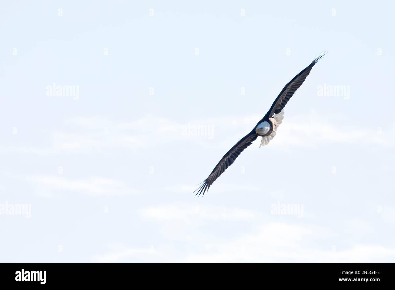 Aquila calva mentre vola nel cielo blu di Davenport, Iowa, in una giornata invernale. Foto Stock