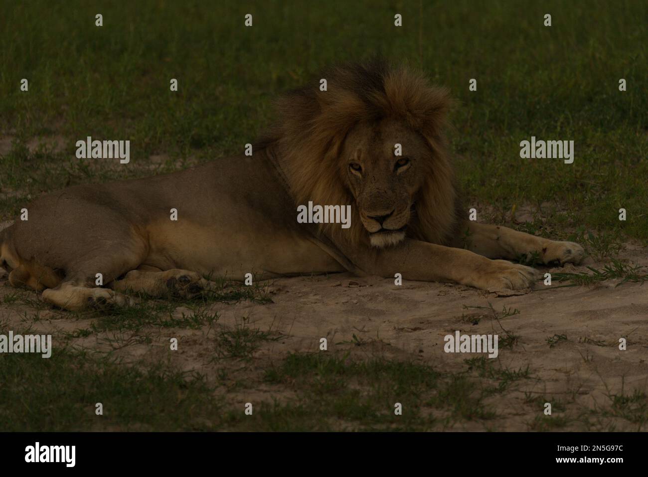 Il Re Leone Foto Stock