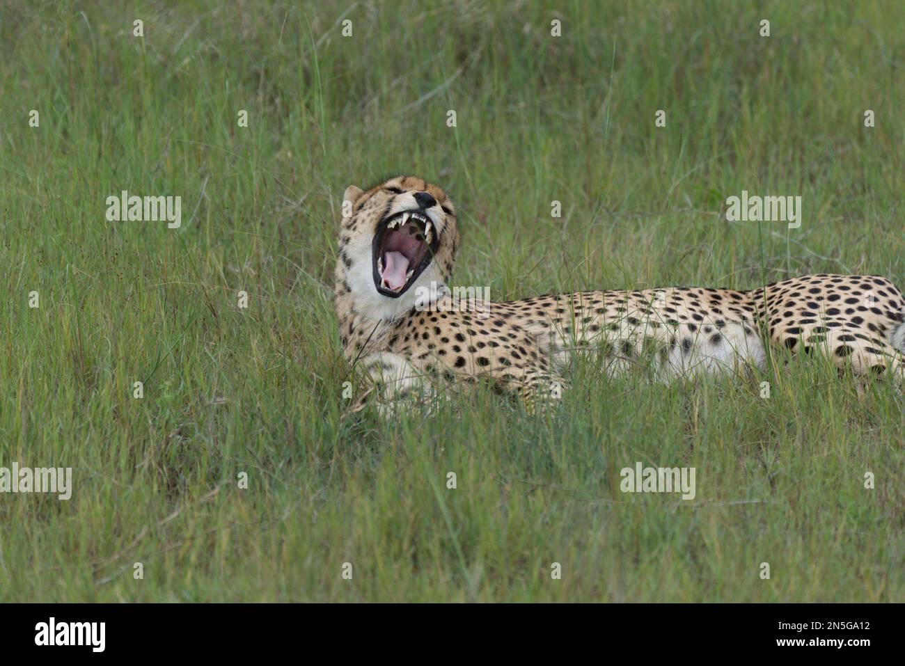 Cheetah maschio che sbadigliava nel selvaggio Foto Stock