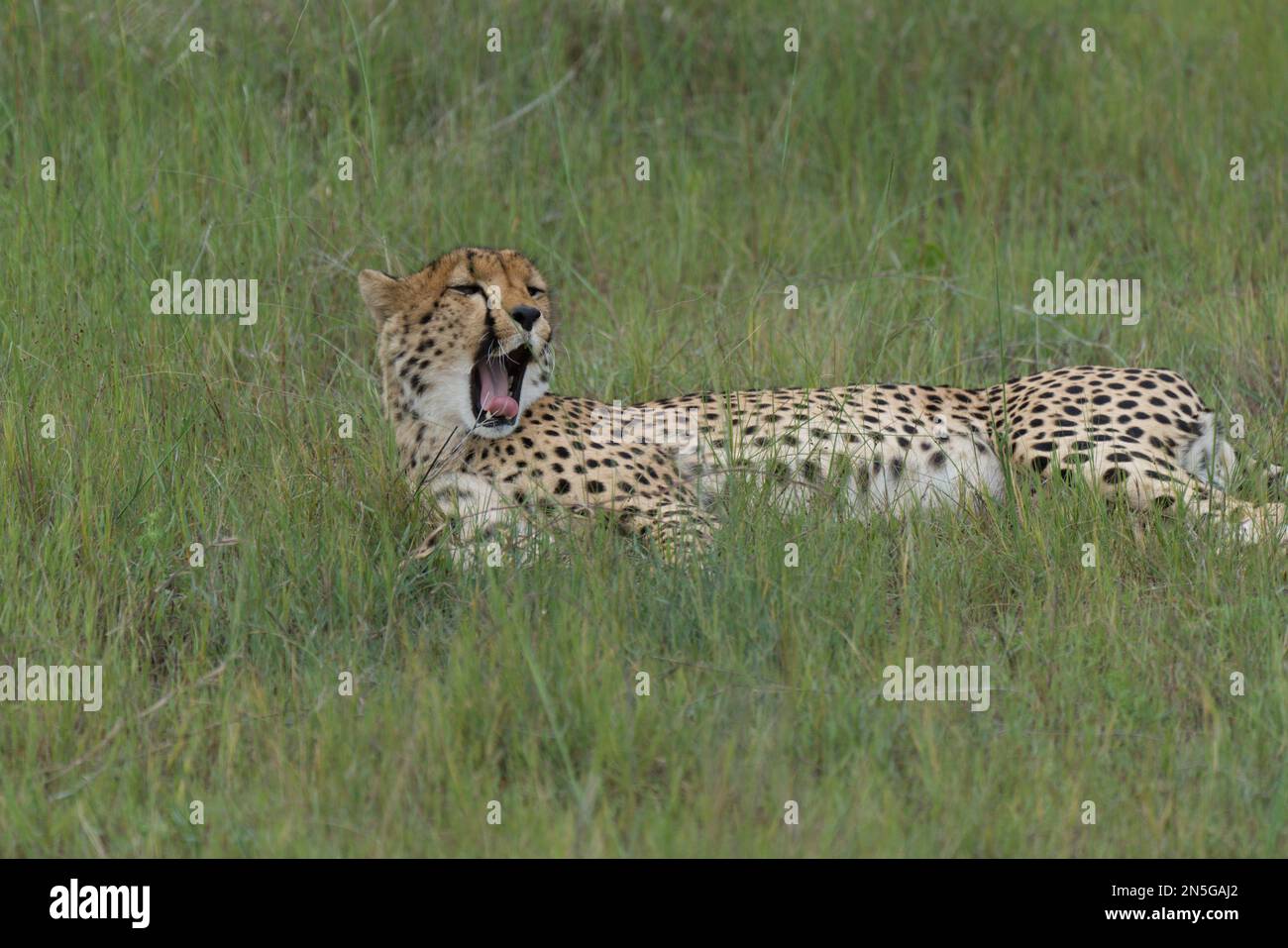 Cheetah maschio che sbadigliava nel selvaggio Foto Stock