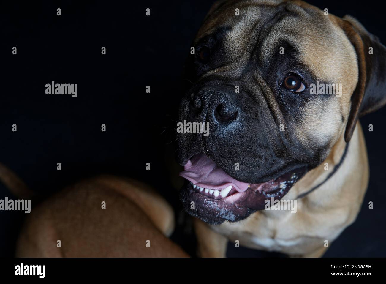 Bullmastiff cane di fronte a uno sfondo nero in studio. Foto Stock