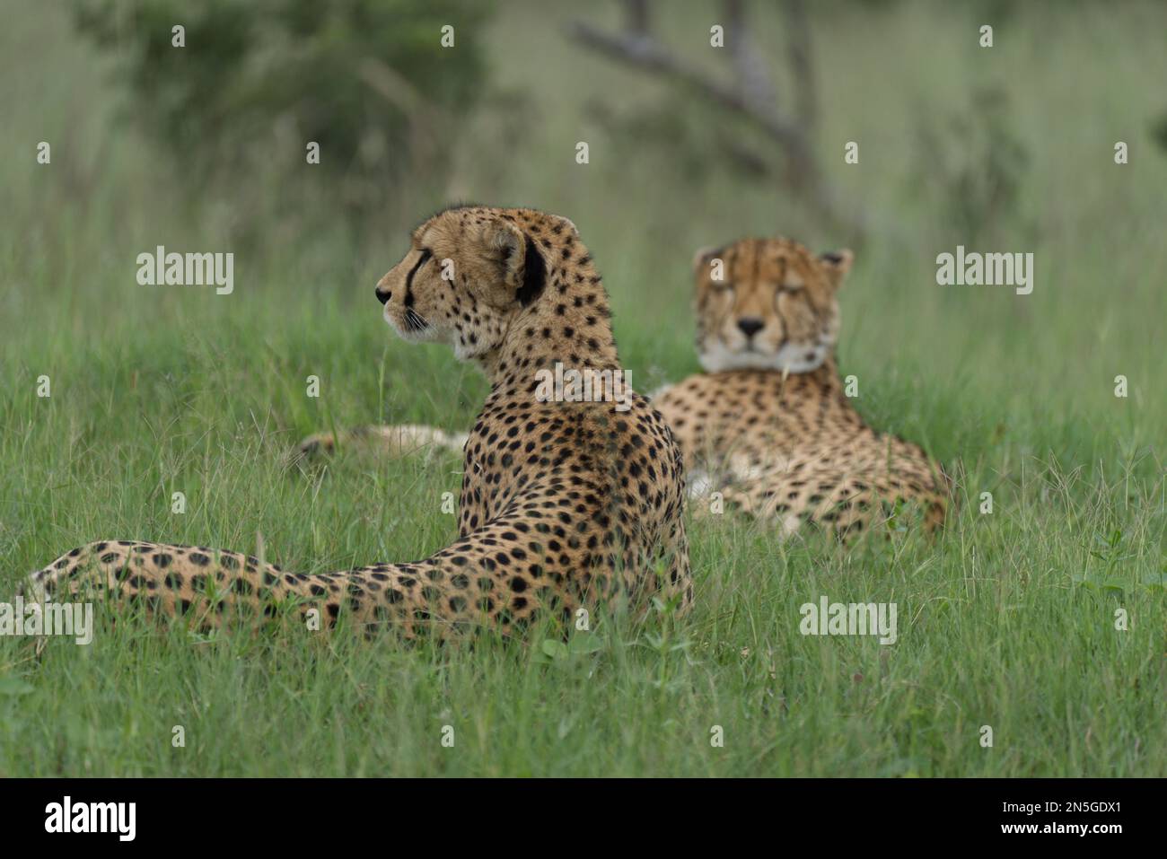 Coppia di Cheetahs in attesa in erba Foto Stock