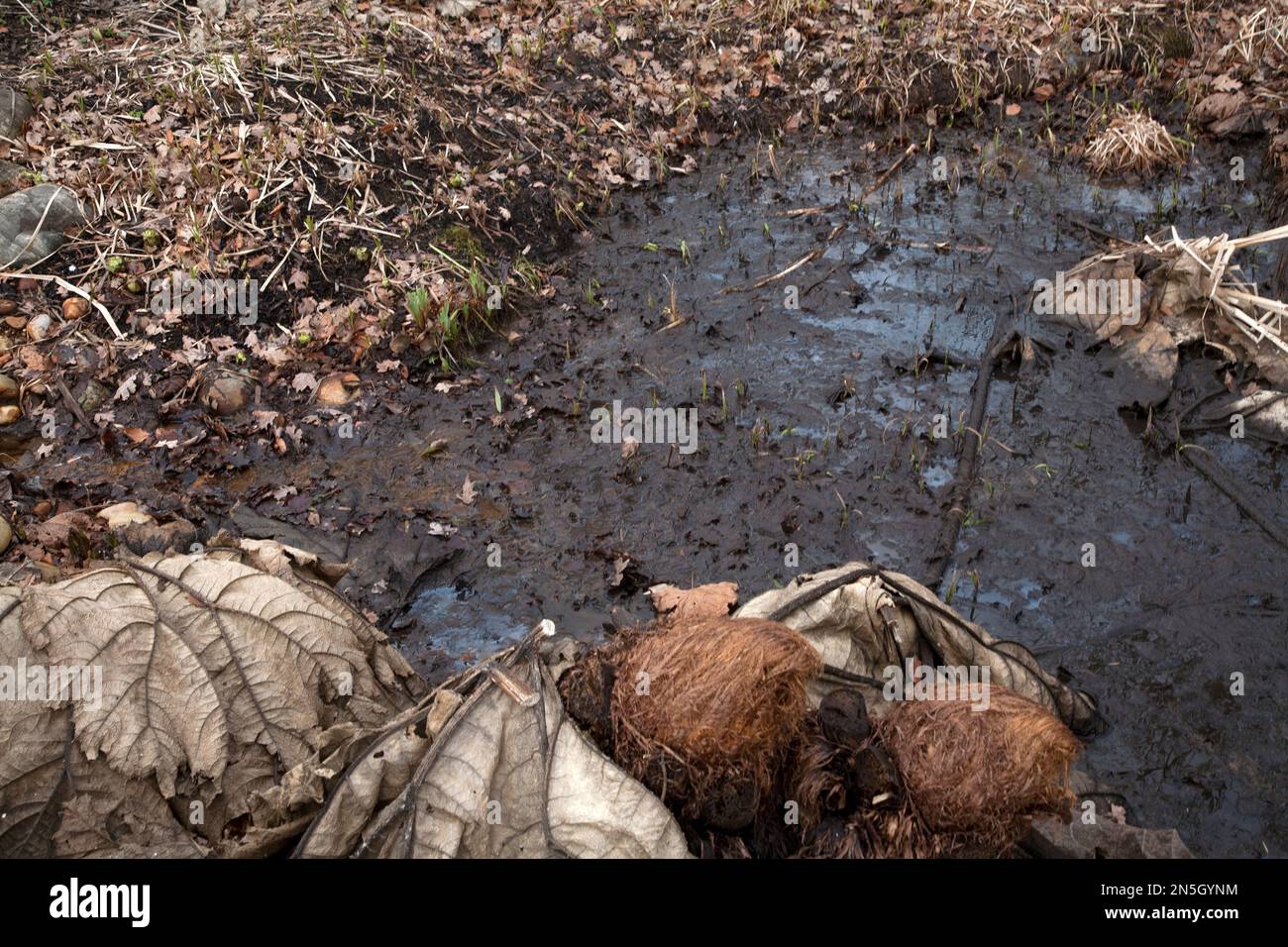 gunnera morti foglie e fiori in inverno wisley surrey inghilterra Foto Stock