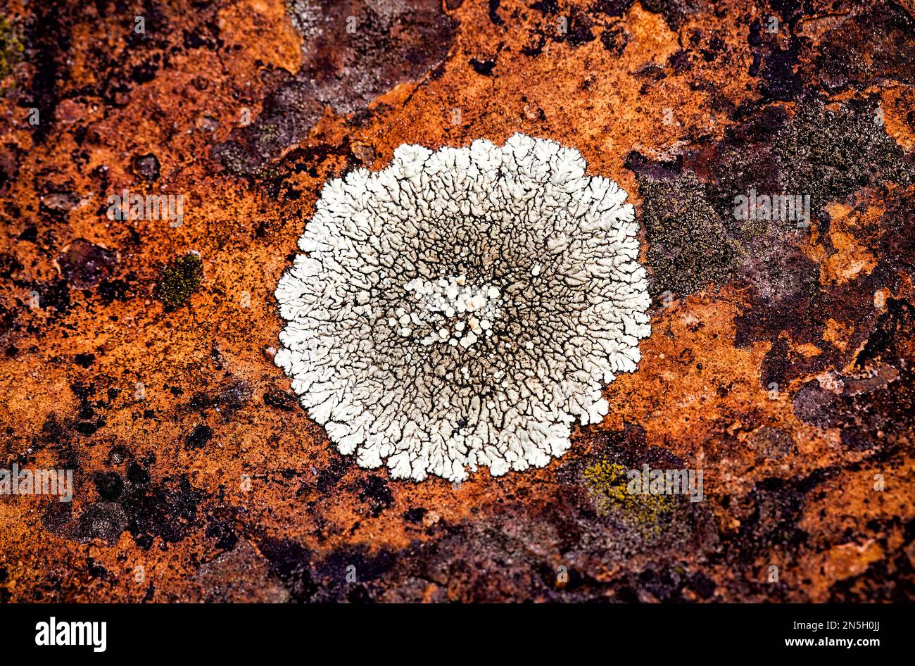 Lichen sulla ruggine Foto Stock
