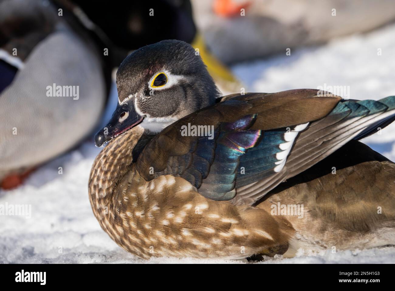 Femmina d'anatra di legno che riposa sulla copertura di ghiaccio lungo il St. Lawrence River in inverno. Foto Stock