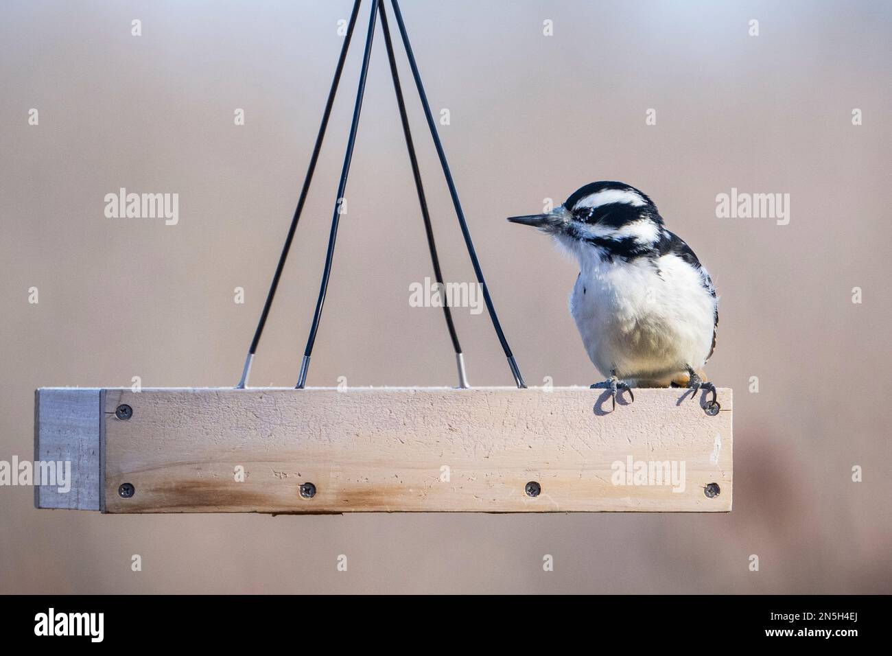 Woodpecker peloso che si allea per mangiare in un bird feeder in un parco pubblico durante l'inverno Foto Stock