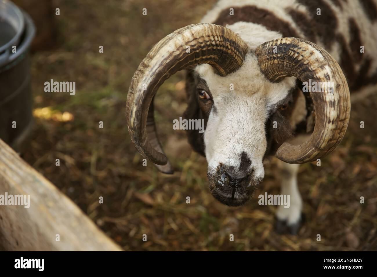 Bella Manx Loaghtan pecora in cortile. Animale di fattoria Foto Stock