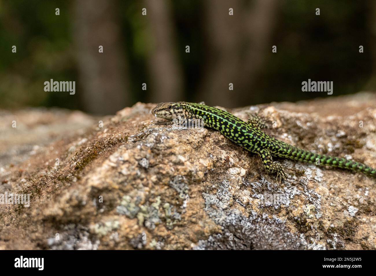 Sardegna, San Pietro Paradiso, piccola lucertola con sguardo curioso Foto Stock